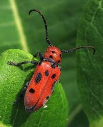 Red Milkweed Beetle Beetle Milkweed Insects
