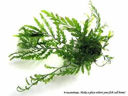 Image result for Triplophyllum heudelotii
