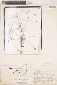 Image result for Bidens acuticaulis