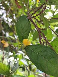 Image result for Streblus