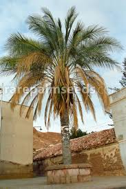 Image result for Pancovia holtzii