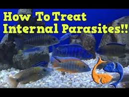 2 How To Treat For Internal Parasites In Your Fish Part 1 Medicate The Food Kgtropicals Youtube Unique Animals Fish Parasite