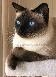 There are certain activities which your cat may enjoy learning whereas when you plan to train your siamese cat then the most important thing is to make the entire experience a pleasurable one. Traditional Applehead Siamese Cats And Kittens Breeder Diane Dunaway Pure Bred Siamese For Sale