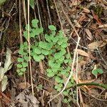 Image result for Adiantum poiretii