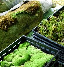 Custom designed moss walls & art by artisan moss. Moss Providing Year Round Green Solutions For Erosion Control Ecological Landscape Alliance