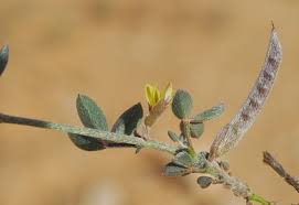 Image result for Argyrolobium rupestre