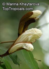 Image result for Baikiaea