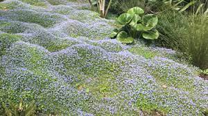 Nice plant, fills in and doesn't mind the foot. Go Gardening Helping New Zealand Grow Garden Inspiration Tips And Advice From The Expert