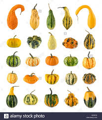 Google Image Result For Https C8 Alamy Com Comp Gk0ky8 25 Different Ornamental Gourds On White Gk0ky8 Jpg Growing Squash Seeds Growing Ginger