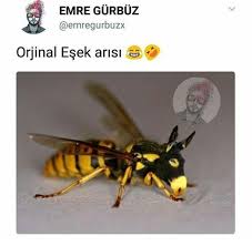 Bu Essogluessek Arisi Olmus Be Kardes Komik Komik Seyler Komik Goruntuler