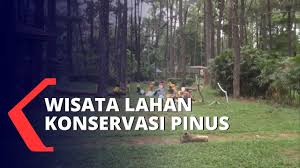Wisata alam ini berlokasi di sendangsari, desa terong, kecamatan dlingo, kabupaten bantul, daerah istimewa yogyakarta. Yuk Berlibur Ke Panorama Hutan Pinus Dari Zaman Belanda Youtube