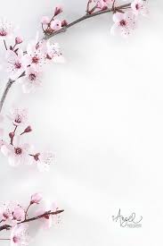 I Love How These Photos Are Simply Styled With Little Pink And White Flowers On A Whitewa White Background Photography Floral Photo Flower Background Wallpaper