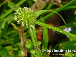 Image result for Kyllinga squamulata