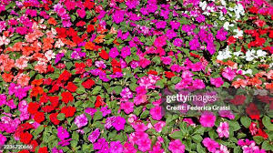 Image result for Impatiens wallerana