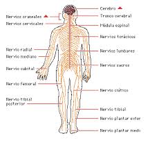 Resultado de imagen para cuerpo humano
