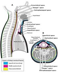 Pass into the esophagus for digestive purposes. Cervical Neck Anatomy Superficial Fascia Muscles Glands Grepmed