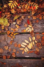 Pin By Brenda Ferrari On Koleso Goda Fall Wallpaper Autumn Autumn Scenes