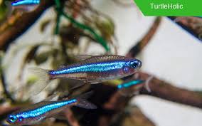 Maybe you would like to learn more about one of these? Can You Really Have Turtles And Fish In The Same Tank Turtleholic