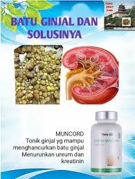 Kekurangan cairan di dalam tubuh atau terlalu banyak berkeringat, biasanya akan. Herbal Semarang Batu Ginjal Penyakit Batu Ginjal Atau Facebook