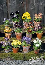 Image result for Primula x pubescens