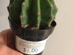 Check spelling or type a new query. Echinopsis Or Echinolobivia Rainbow Bursts Knowledge Experience
