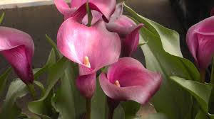 Maybe you would like to learn more about one of these? Calla Lily Nightlife Dark Purple Calla Lilies Youtube