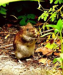 In south america andes hantavirus (andv) is hosted by the rodent oligoryzomys longicaudatus (also known as pygmy rice rat). Gefahr Aus Der Garage Munsterland Eine Der Hauptausbruchsregionen Fur Hantaviren Munsterland Westfalische Nachrichten