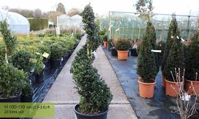 Hitta stockbilder i hd på ilex crenata convexa japanese holly bush och miljontals andra royaltyfria stockbilder, illustrationer och vektorer i shutterstocks samling. Ilex Crenata Convexa Japanese Holly Spiral Garden Plants Online
