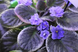 African violets will thrive in bright, warm and humid conditions. African Violet Picasso Vintage 4 Blooming Size Plant