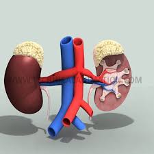 Pancreas Kidney Spleen 3d Model Paramedic Student Kidney Pancreas