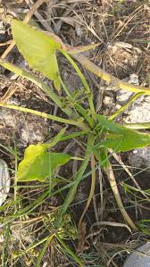 Image result for Limnophyton