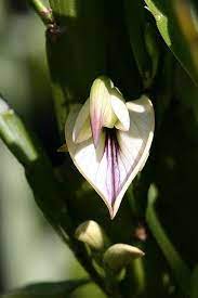 Pin On Teaching Botany