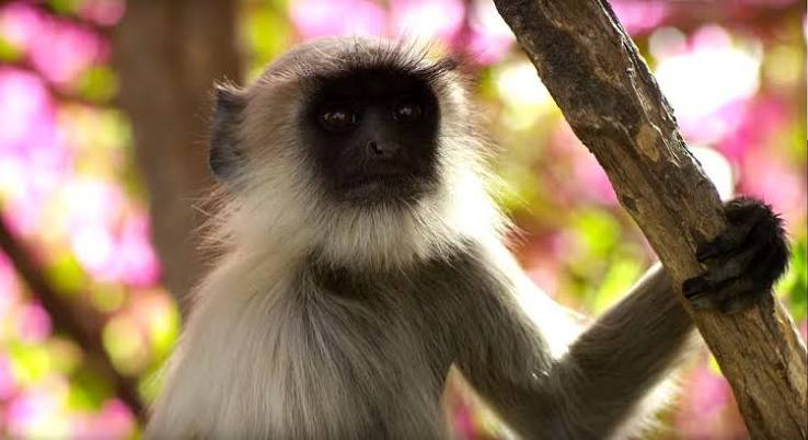 Planet Earth 2 episode 1 review 'Islands': A cinematic feel never before  achieved | The Independent | The Independent