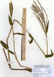 Image result for Alloteropsis