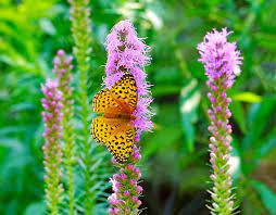 We did not find results for: 10 Beautiful Butterfly Pictures You Have To See Birds And Blooms