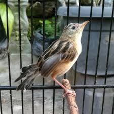,suara cici padi betina,ade kaka jatuh cinta mp3,dj agus jaipong mix,donlod lagu makassar jenaka,hasna bahrun,,jalaranku,musik malaysia,sing biso fitri download mp3 cici padi betina dan video mp4 gratis. Jual Burung Cici Padi Murmer Jual Cepat Di Lapak Al Fath Herbal Bukalapak