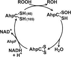 Mutant AhpC Peroxiredoxins Suppress Thiol-Disulfide Redox Deficiencies and  Acquire Deglutathionylating Activity: Molecular Cell