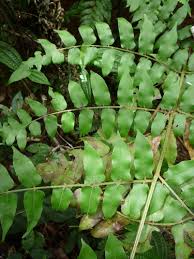 Image result for Blotiella bouxiniana