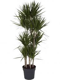 Damit ist sie ideal für alle. Dracaena Marginata Drachenbaum Carrousel Die Palme Palmenmarkt