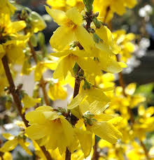Pruning Shrubs Perennials And Climbing Plants Peter Beales Roses The World Leaders In Shrub Climbing Rambling And Standard Classic Roses