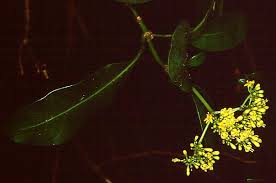 Image result for Triainolepis sancta