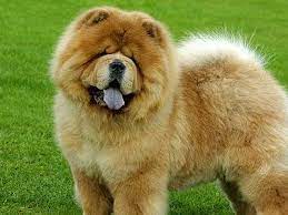 Chow Chow Breed Information Characteristics Puppy Names Dog Breeds Chow Chow Dogs Chow Chow