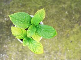 The third way to propagate your hydrangea is to take cuttings in the fall. How To Propagate Hydrangea Plants From Cuttings Plant Index