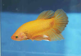 1500824 10152191218607425 1018046065 O Jpg 1 234 852 Pixels Fish Pet Betta Pets