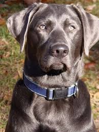 Check spelling or type a new query. 18 Charcoal Labrador Ideas
