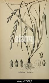 Image result for Panicum coloratum
