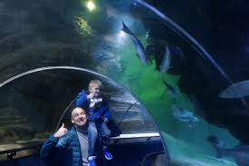 Maybe you would like to learn more about one of these? Mindfulness And Fun For All Ages Deep Sea World Sharks And Flumes