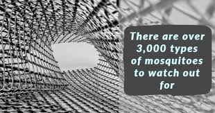 Flat splines are used in window and door screens to secure the screens inside the frame without adhesives. What Kind Of Screen Repair Supplies Do I Need For My Outdoor Screen Super Screen