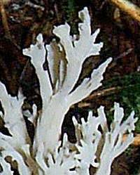 Image result for Clavulina cinerea