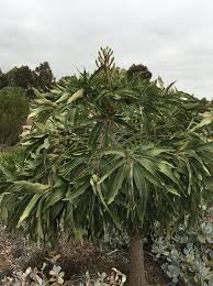 Image result for Cussonia natalensis